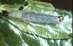 ハマキムシについて