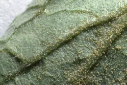 サビダニについて