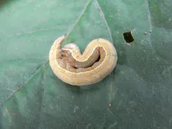 シャクトリムシについて