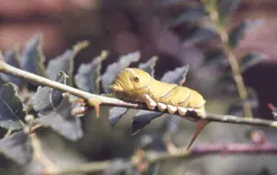 アゲハチョウ幼虫