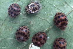 テントウムシダマシ（成虫）について