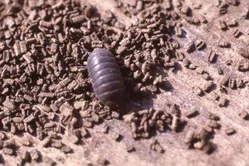 ダンゴムシについて