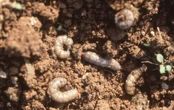 ネキリムシについて