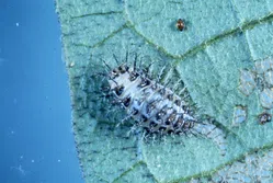 テントウムシダマシ（幼虫）について