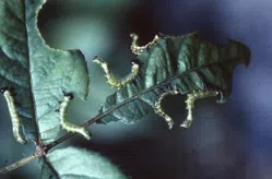 ハバチについて