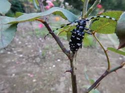 カミキリムシ（成虫）について