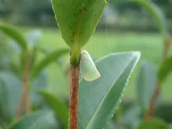 アオバハゴロモ