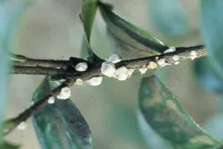 カイガラムシについて