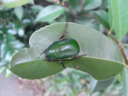 コガネムシ（成虫）について