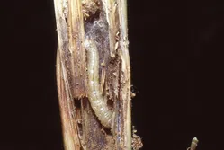 メイガについて