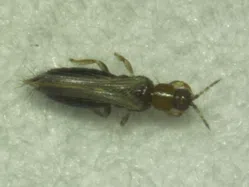 アザミウマについて