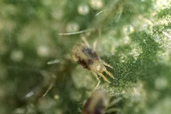 ハダニについて