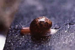 カタツムリについて