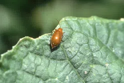 ハムシについて