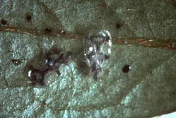 グンバイムシについて