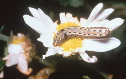 ヨトウムシについて