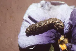 イモムシについて