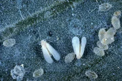 コナジラミについて