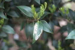 エカキムシについて