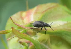 クロケシツブチョッキリ