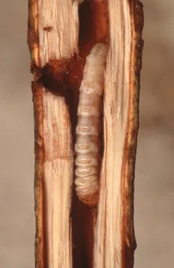 カミキリムシ（幼虫）について