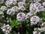 タイム【地植え】写真