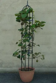 キウイフルーツ【鉢植え】写真