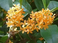 キンモクセイ写真