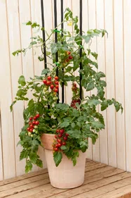 ミニトマト【鉢植え】写真