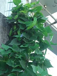 シカクマメ【地植え】写真