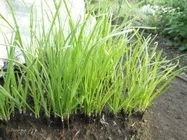 にら【地植え】写真
