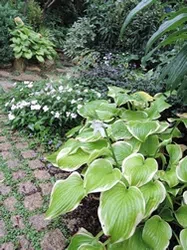ぎぼうし【地植え】写真