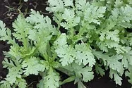 しゅんぎく【地植え】写真