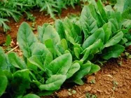 ほうれんそう【地植え】写真