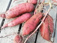 さつまいも（かんしょ）【地植え】写真