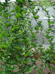 つるむらさき【地植え】写真