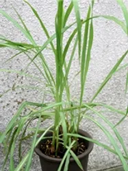 レモングラス【地植え】写真