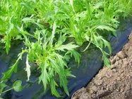 みずな【地植え】写真