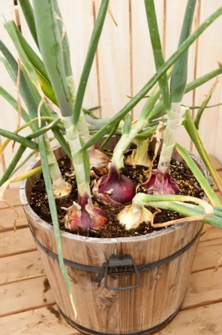 たまねぎ【鉢植え】の育て方｜KINCHO園芸