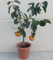 かき【鉢植え】写真