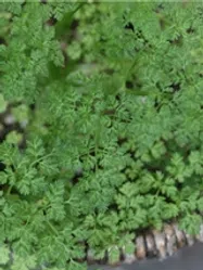 チャービル【地植え】写真