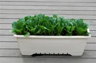こまつな【鉢植え】写真