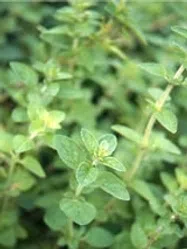 オレガノ【地植え】写真