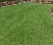 西洋芝(ケンタッキーブルーグラス)写真