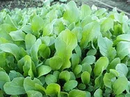 ルッコラ【地植え】写真