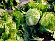 はくさい【地植え】写真