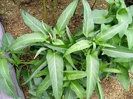 クウシンサイ【地植え】写真