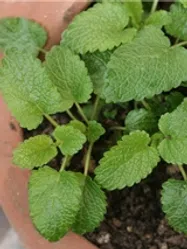 レモンバーム【地植え】写真