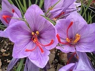 サフラン【地植え】写真