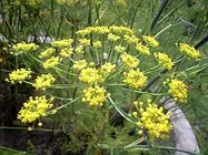 フェンネル【地植え】写真